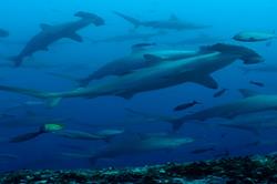 Galapagos Islands